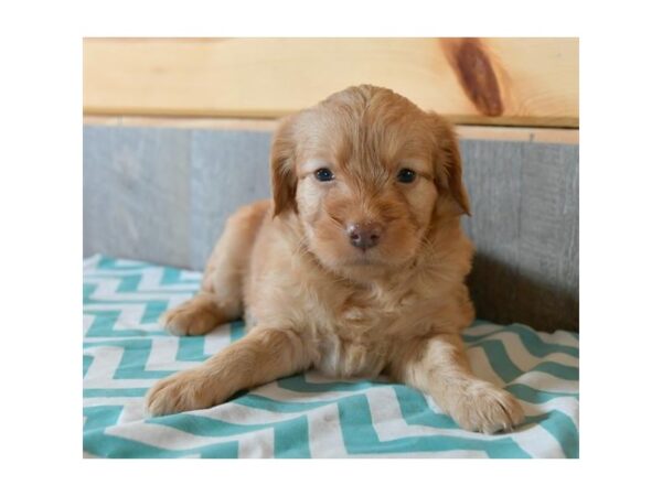 Goldendoodle Mini 2nd Gen DOG Female Light Red 16298 Petland Iowa City, Iowa