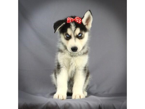 Siberian Husky DOG Female Black & White 16305 Petland Iowa City, Iowa