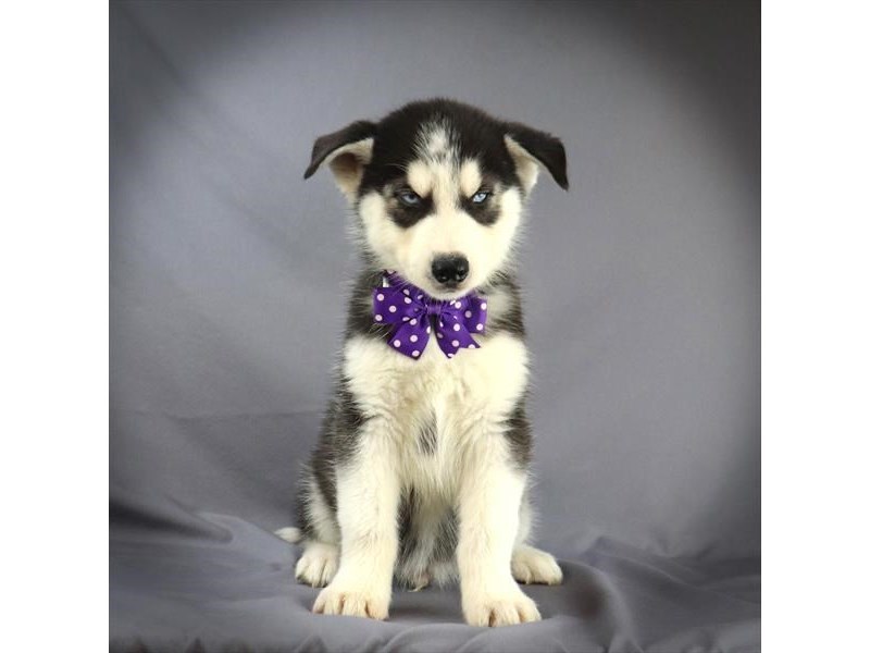 Siberian Husky Dog Male Black & White 16306