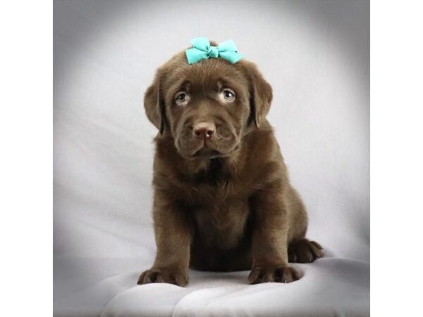 Labrador Retriever DOG Female Choclate 16303 Petland Iowa City, Iowa