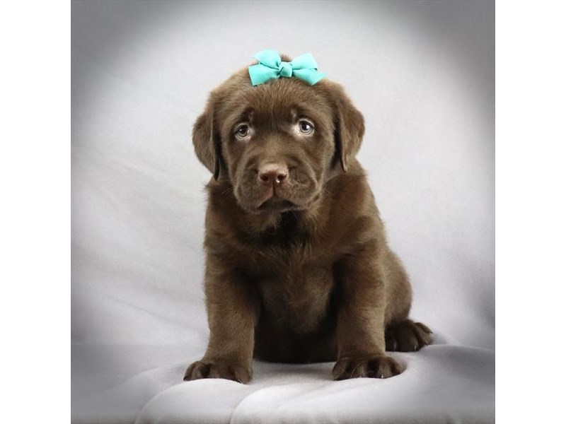 Labrador Retriever Dog Female Choclate 16303