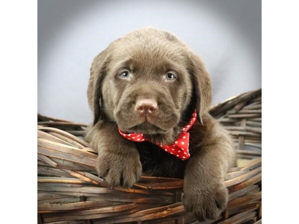 Labrador Retriever DOG Male Choclate 16304 Petland Iowa City, Iowa