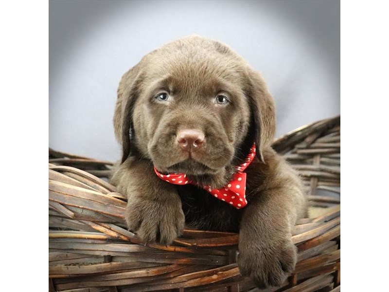 Labrador Retriever Dog Male Choclate 16304