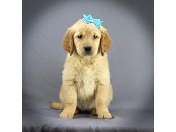 Golden Retriever DOG Female light golden 16300 Petland Iowa City, Iowa