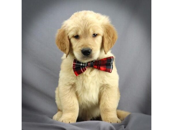 Golden Retriever DOG Male light golden 16301 Petland Iowa City, Iowa