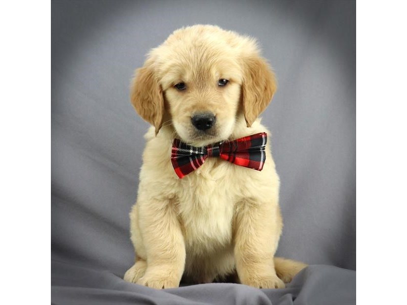 Golden Retriever Dog Male light golden 16301