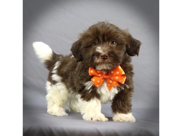 Havanese DOG Male Choclate/White 16302 Petland Iowa City, Iowa