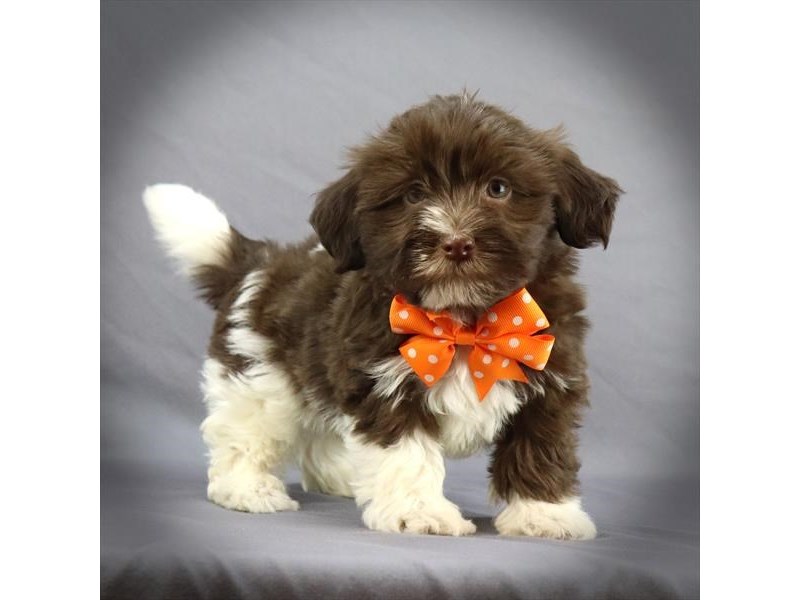 Havanese Dog Male Choclate/White 16302