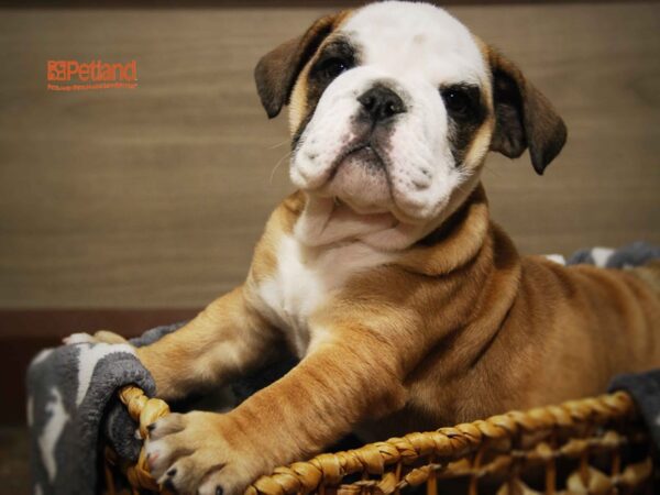 English Bulldog DOG Female Fawn & White 16313 Petland Iowa City, Iowa