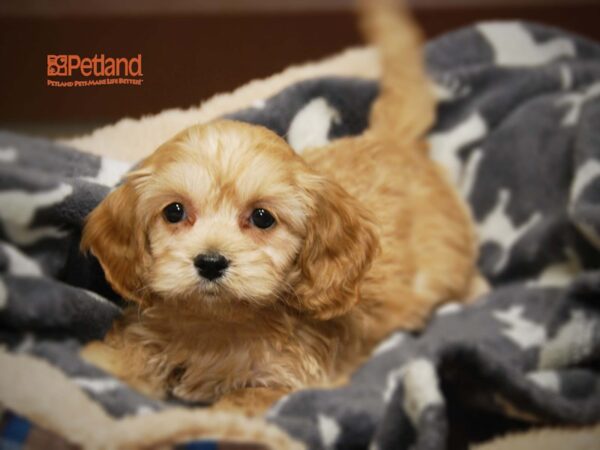 Cockapoo-DOG-Female-Apricot-16309-Petland Iowa City, Iowa