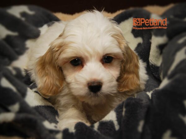 Cockapoo-DOG-Male-White & Cream-16307-Petland Iowa City, Iowa