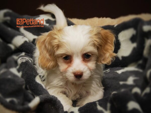 Cockapoo-DOG-Female-White & Cream-16310-Petland Iowa City, Iowa