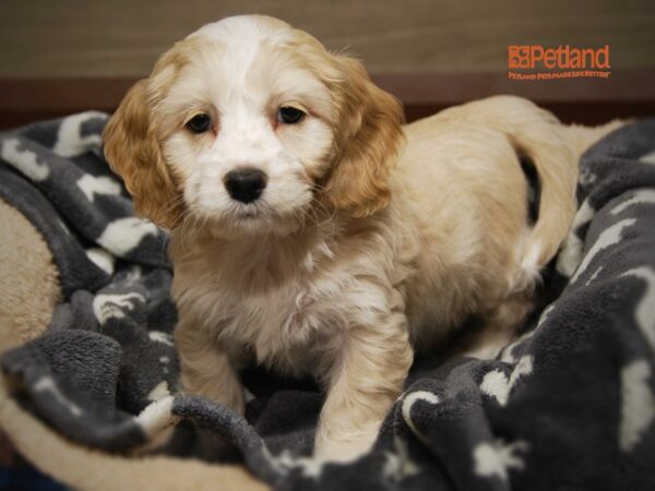 Cockapoo DOG Male Buff with White markings 16308 Petland Iowa City, Iowa