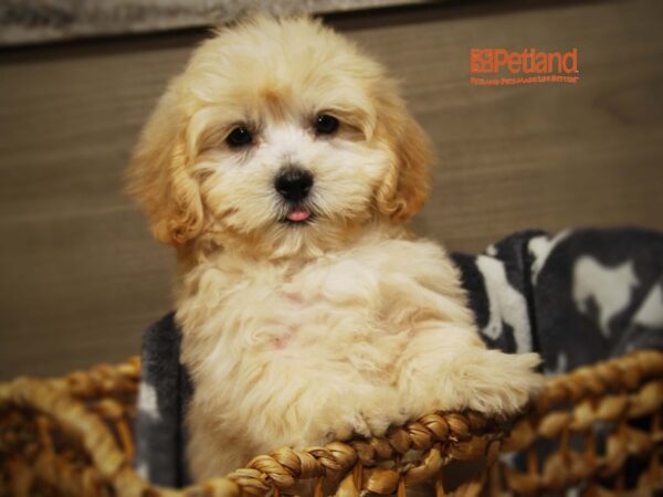 Lhasa Apso/Poodle-DOG-Female-Cream-16299-Petland Iowa City, Iowa