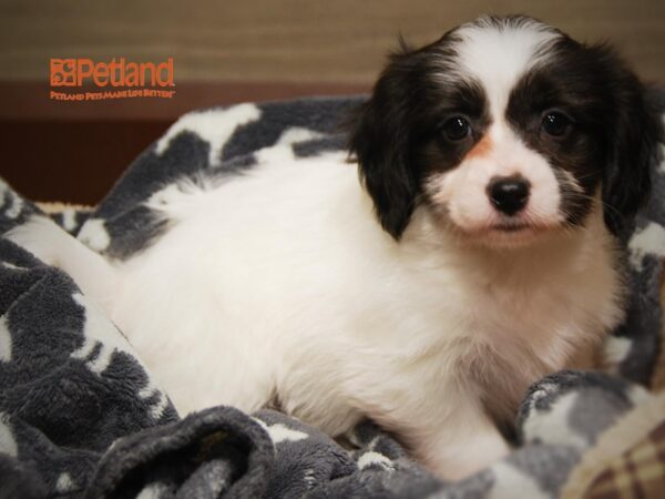 Coton De Tulear / Havanese DOG Male Black & White 16312 Petland Iowa City, Iowa