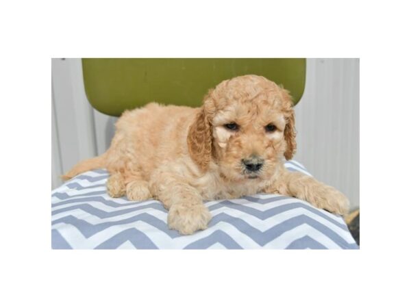 Goldendoodle 2nd Gen-DOG-Female-Apricot-16322-Petland Iowa City, Iowa