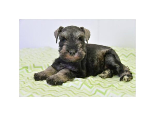 Miniature Schnauzer DOG Female Salt / Pepper 16318 Petland Iowa City, Iowa