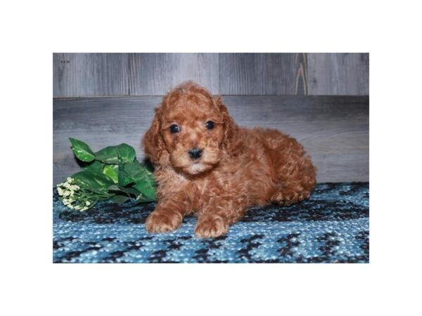 Poodle DOG Male Red 16319 Petland Iowa City, Iowa