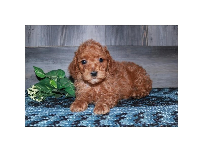 Poodle Dog Male Red 16319