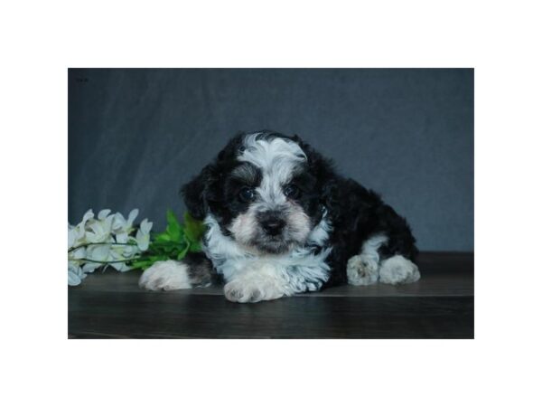 Australian Shepherd/Poodle DOG Male Black and White 16323 Petland Iowa City, Iowa