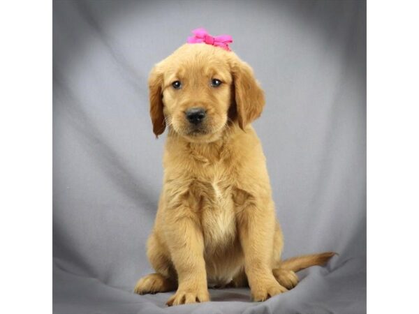 Golden Retriever DOG Female Golden 16335 Petland Iowa City, Iowa