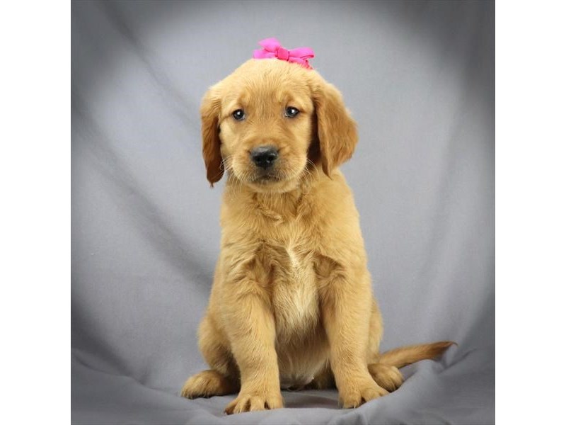 Golden Retriever Dog Female Golden 16335