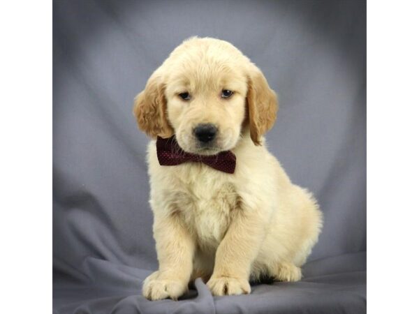 Golden Retriever DOG Male Golden 16336 Petland Iowa City, Iowa