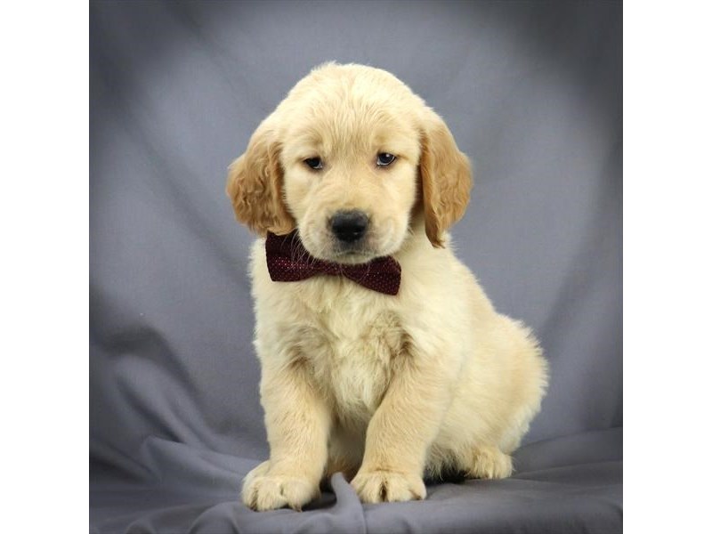 Golden Retriever Dog Male Golden 16336