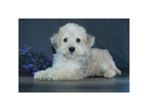 Schnoodle DOG Male Tan 16338 Petland Iowa City, Iowa