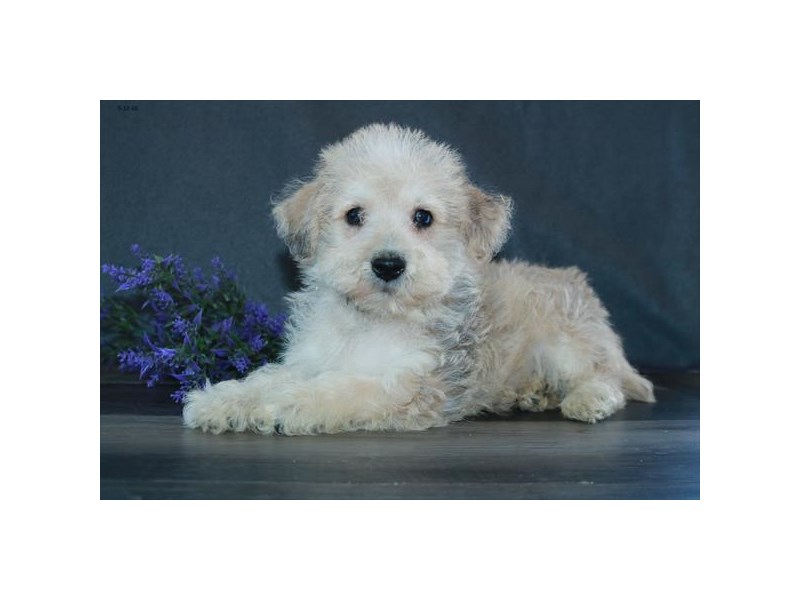 Schnoodle Dog Male Tan 16338