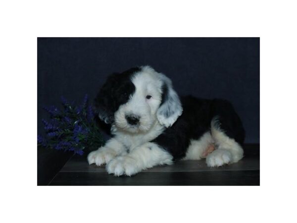 Old English Sheepdog/Poodle DOG Male Black / White 16341 Petland Iowa City, Iowa