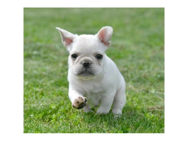 French Bulldog-DOG-Male-Cream-16339-Petland Iowa City, Iowa