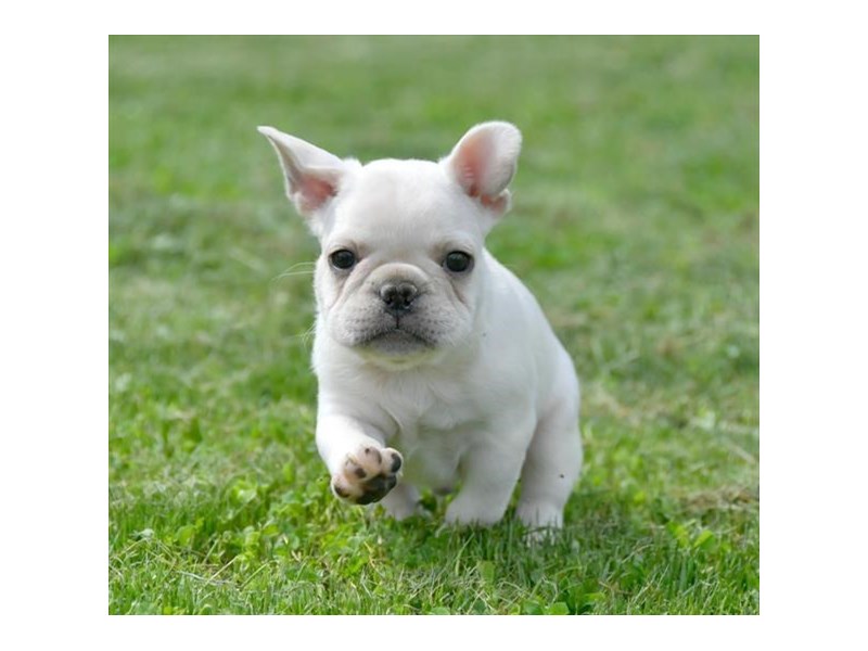 French Bulldog Dog Male Cream 16339