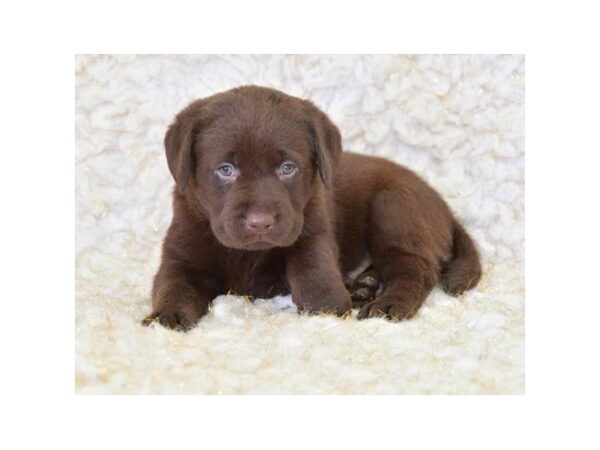 Labrador Retriever DOG Male Chocolate 16340 Petland Iowa City, Iowa