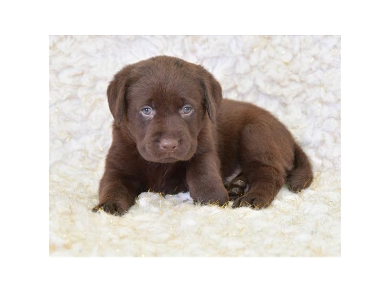 Labrador Retriever Dog Male Chocolate 16340