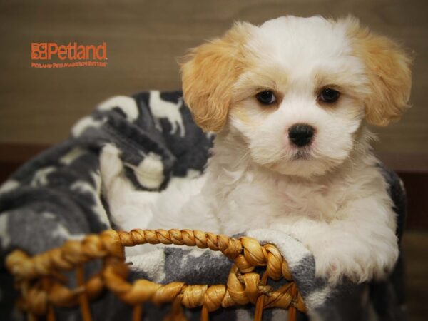 Bichon Frise / Shih Tzu-DOG-Male-Brown-16334-Petland Iowa City, Iowa