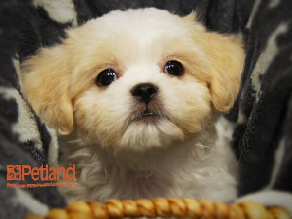 Bichon Frise / Shih Tzu DOG Male White w/ Tan 16332 Petland Iowa City, Iowa