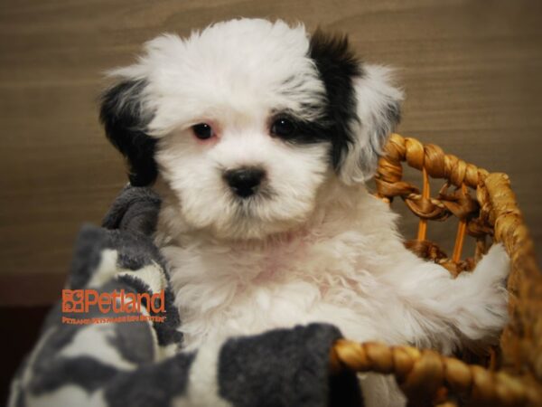 Bichon Frise / Shih Tzu DOG Male Black & White 16333 Petland Iowa City, Iowa