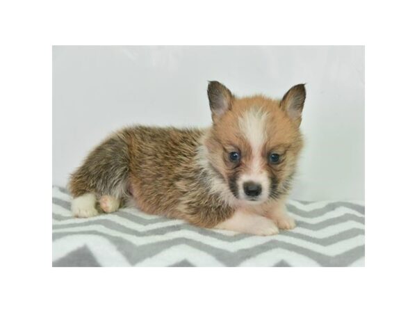 Pembroke Welsh Corgi DOG Female Sable / White 16361 Petland Iowa City, Iowa