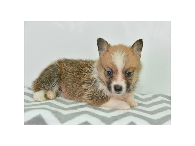 Pembroke Welsh Corgi Dog Female Sable / White 16361