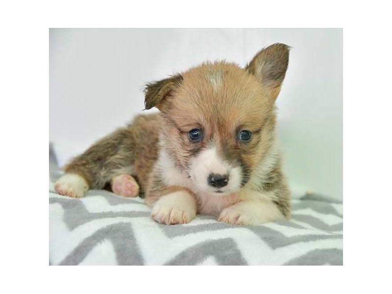 Pembroke Welsh Corgi Dog Male Sable / White 16362