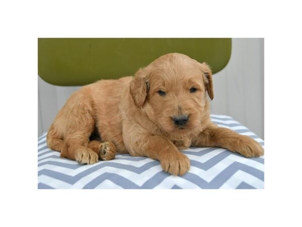 Goldendoodle 2nd Gen-DOG-Male-Apricot-16364-Petland Iowa City, Iowa