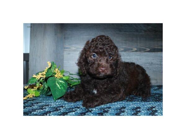 Cock A Poo 2nd Gen DOG Female Chocolate 16363 Petland Iowa City, Iowa