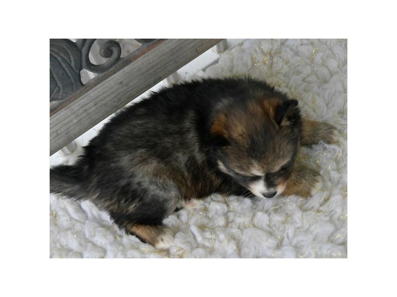 Pomsky Dog Female Black 16366