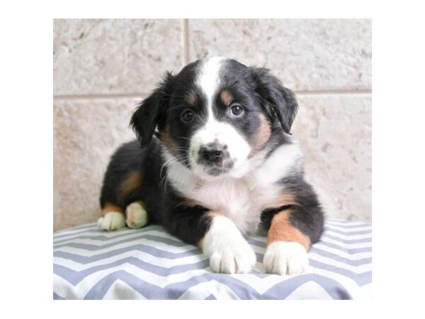 Australian Shepherd DOG Male Black 16365 Petland Iowa City, Iowa