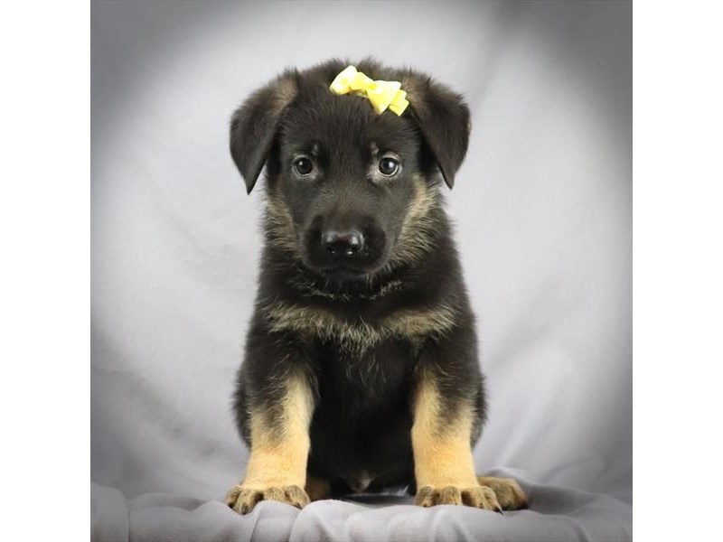 German Shepherd Dog Female Black and Tan 16370