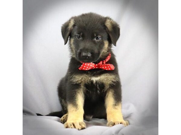 German Shepherd-DOG-Male-Black and Tan-16371-Petland Iowa City, Iowa