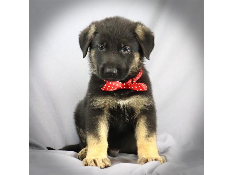 German Shepherd Dog Male Black and Tan 16371