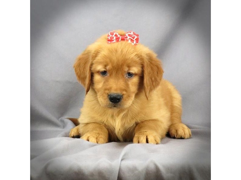 Golden Retriever Dog Female Golden 16372