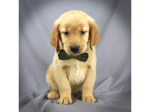 Golden Retriever DOG Male Golden 16373 Petland Iowa City, Iowa